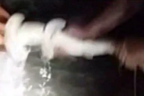 Xem ngư dân đỡ đẻ khẩn cấp cho cá mập đầu búa