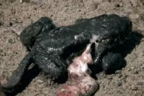 Cóc phát nổ và hiện tượng khiến nhà khoa học chào thua