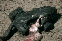 Cóc phát nổ và hiện tượng khiến nhà khoa học chào thua