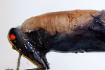 Top thủy quái với hình dáng ác mộng