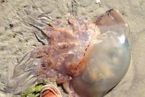 Sứa khổng lồ sẽ xâm chiếm bờ biển Anh?