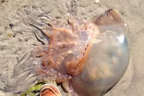 Sứa khổng lồ sẽ xâm chiếm bờ biển Anh?