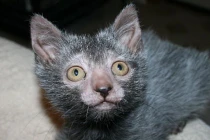 Chết khiếp với giống mèo sói quái dị