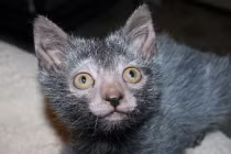 Chết khiếp với giống mèo sói quái dị