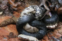 Kinh hoàng xem rắn hỗn chiến (14)