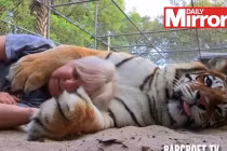 Giỡn mạng chơi đùa cùng hổ Belgal 