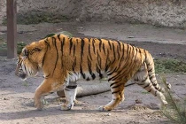 Khủng hoảng Ukraine, thú quý gần chết đói