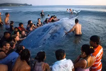 Cá voi xanh khổng lồ chết thảm dù được cứu