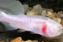 10 động vật kỳ quái, không mắt 