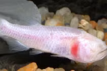 10 động vật kỳ quái, không mắt 