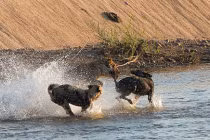 Ngoạn mục cảnh sư tử rượt chó hoang trên sông