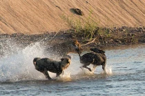 Ngoạn mục cảnh sư tử rượt chó hoang trên sông