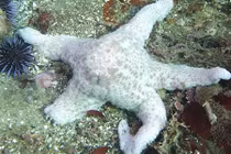 Bí ẩn về cái chết của sao biển “zombie“