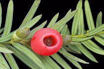 7 loài cây khiến kẻ trộm khiếp vía