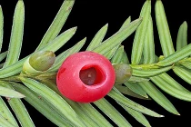 7 loài cây khiến kẻ trộm khiếp vía