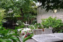 Những cây phong thủy tăng tài lộc, nên trồng trong nhà