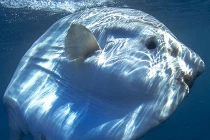 Chiêm ngưỡng cá khổng lồ, đầu… gấu