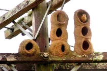 Những kiệt tác kiến trúc do động vật tạo nên