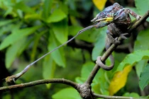 Ảnh đẹp nhất tuần: Hươu đực làm đỏm mùa giao phối