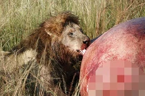 Sư tử thưởng thức đại tiệc đẫm máu trên xác hà mã