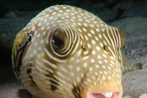 Thám hiểm đa dạng sinh vật vùng biển Đỏ Ai Cập