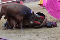 “Tận mục” cảnh bò điên cuồng húc chết ngựa