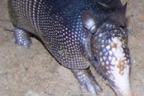 Những kẻ thù khiến rắn khiếp vía