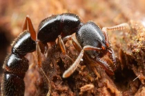 Cận cảnh kiến ăn thịt đồng loại bí ẩn ở Madagascar