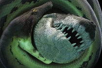 Đại chiến cá sấu và trăn cổ đại khủng