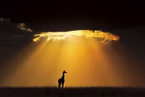 Ảnh thiên nhiên tuyệt mỹ thắng giải Smithsonian