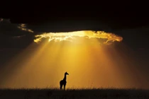 Ảnh thiên nhiên tuyệt mỹ thắng giải Smithsonian