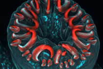 Sởn gai ốc với ảnh côn trùng kinh dị đậm chất Halloween