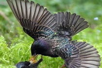 Ảnh động vật tuần: Những đòn mổ kinh hoàng của sáo đá