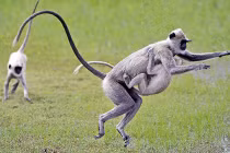 Những ông bố động vật ăn thịt cả con mình