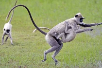 Những ông bố động vật ăn thịt cả con mình