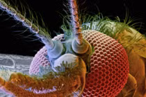 Loài nào là động vật giết nhiều người nhất?