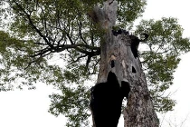 Điểm danh những thân cây quái đản nhất hành tinh (1)