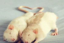 Khi chuột hóa thiên thần đáng yêu (1) 