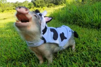 Nàng lợn chơi piano làm dân mạng “phát cuồng“