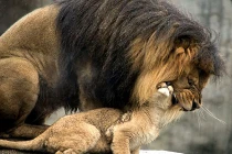 Ảnh động vật tuần: Cha con sư tử hỗn chiến?