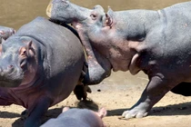 Hà mã nổi giận - ảnh động vật ấn tượng nhất tuần