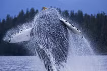 Ảnh cực hiếm: Cá voi 40 tấn khiêu vũ trên mặt biển