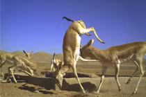 Ảnh hoàn hảo về động vật qua bẫy ảnh tự động