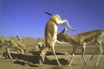 Ảnh hoàn hảo về động vật qua bẫy ảnh tự động