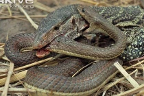 Kinh hoàng xem rắn hỗn chiến (8)