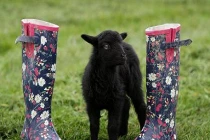 Gặp chú cừu chỉ cao bằng đôi ủng trẻ em