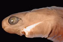 1001 ngoại hình quái thai của cá mập