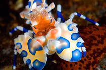 Ngắm sinh vật biển mỹ miều nhất ở các rạn san hô