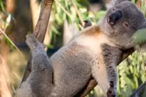 Những sự thật gây kinh hãi khi khám phá về động vật