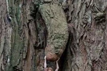 Điểm danh những thân cây quái đản nhất hành tinh (4)